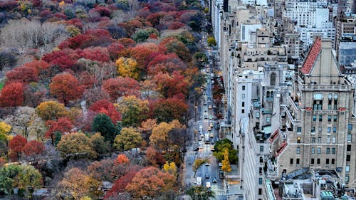 Foto d'estoc gratuïta de arbres, caure, Central park