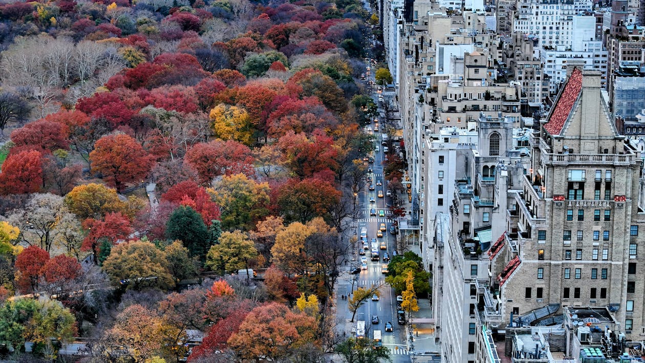 Free Central Park in New York in Fall  Stock Photo