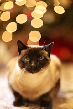 这只迷人的连体猫有着引人注目的蓝眼睛，搭配节日主题的散景背景，营造出温暖的节日氛围