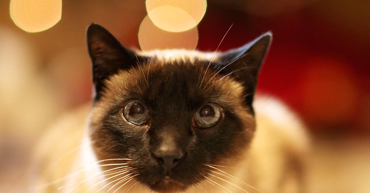 Free stock photo of cat, christmas, siamese cat