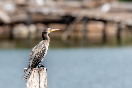 Cormorant on Pole on Lake