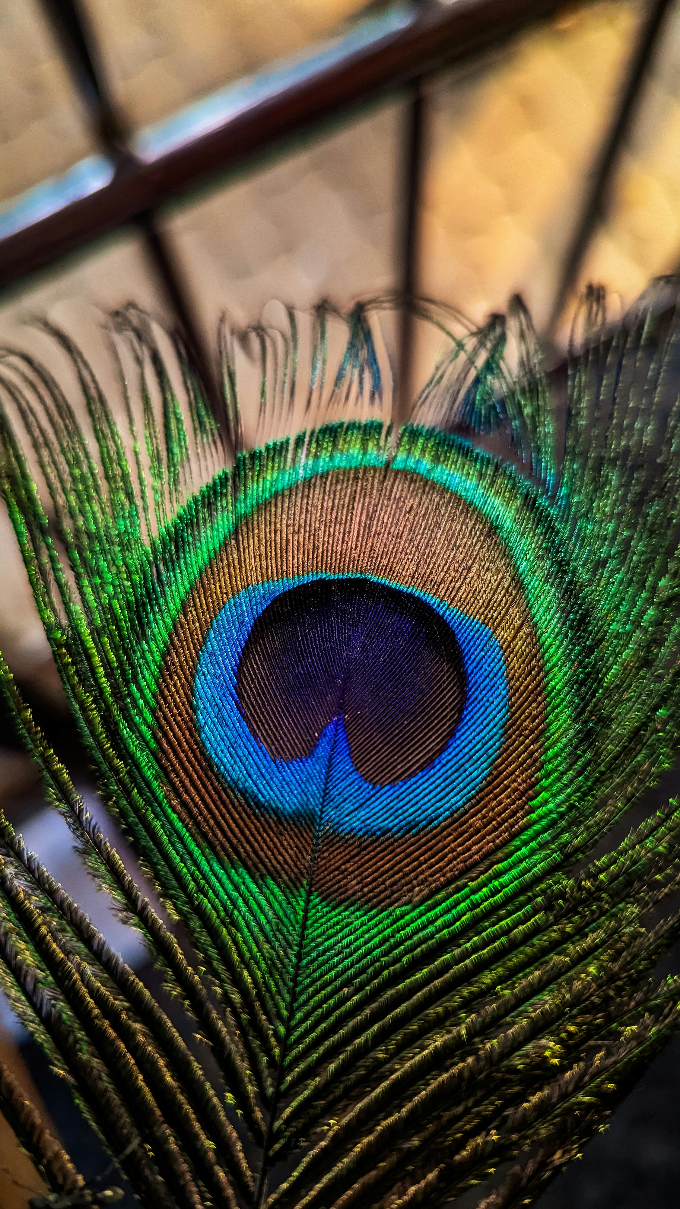 Green and Blue Peacock Feather · Free Stock Photo