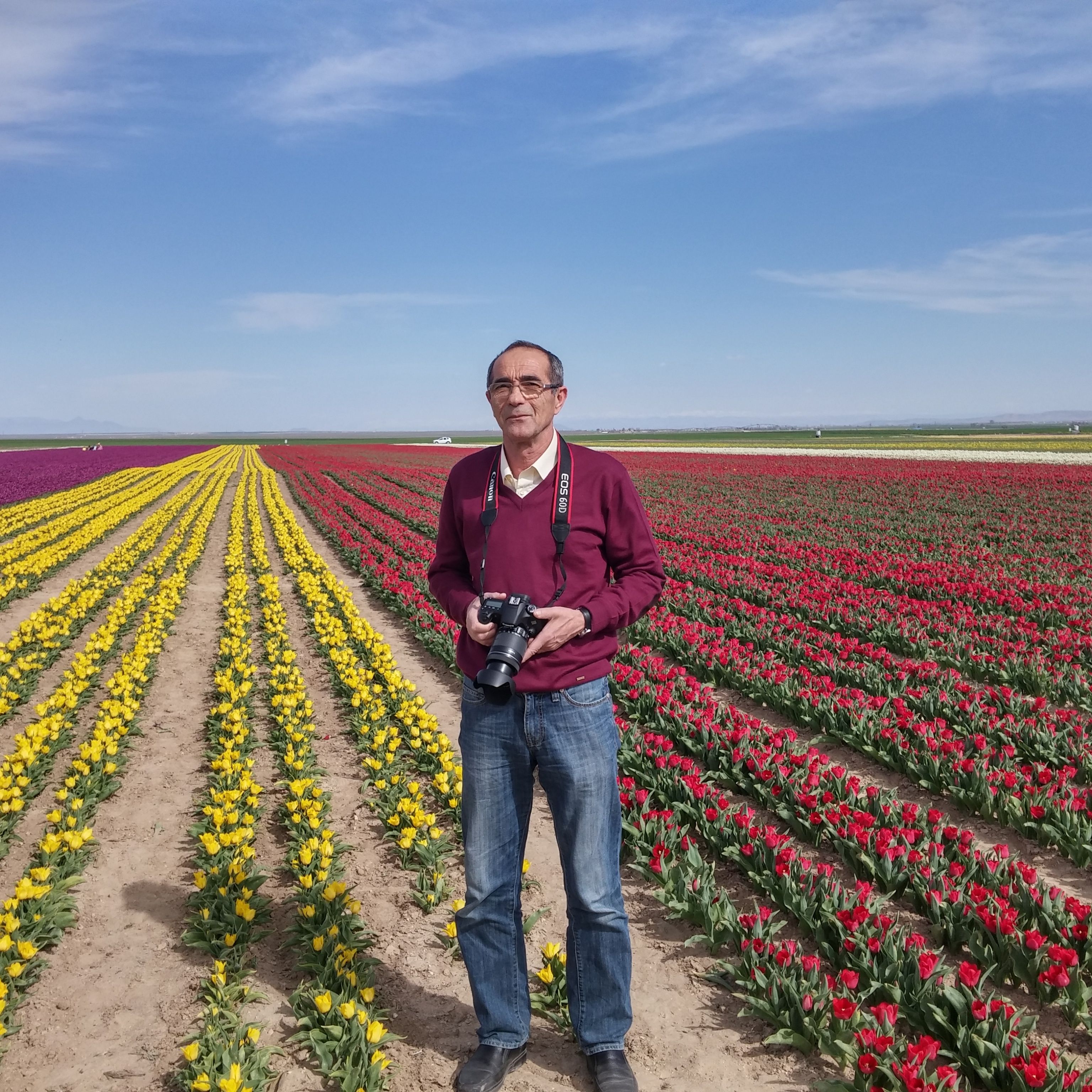 A man holding a camera standing in colorful tulip fields under a bright blue sky.