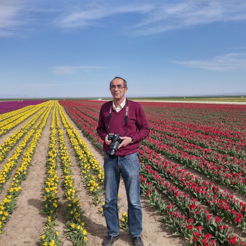 A Man with a Camera Standing on a Tulip Field 