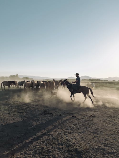 Cowboy Herding Horses Across the Prairie