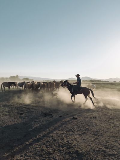 Rider driving a herd through dust, photo by Mehmet Turgut Kirkgoz on Pexels