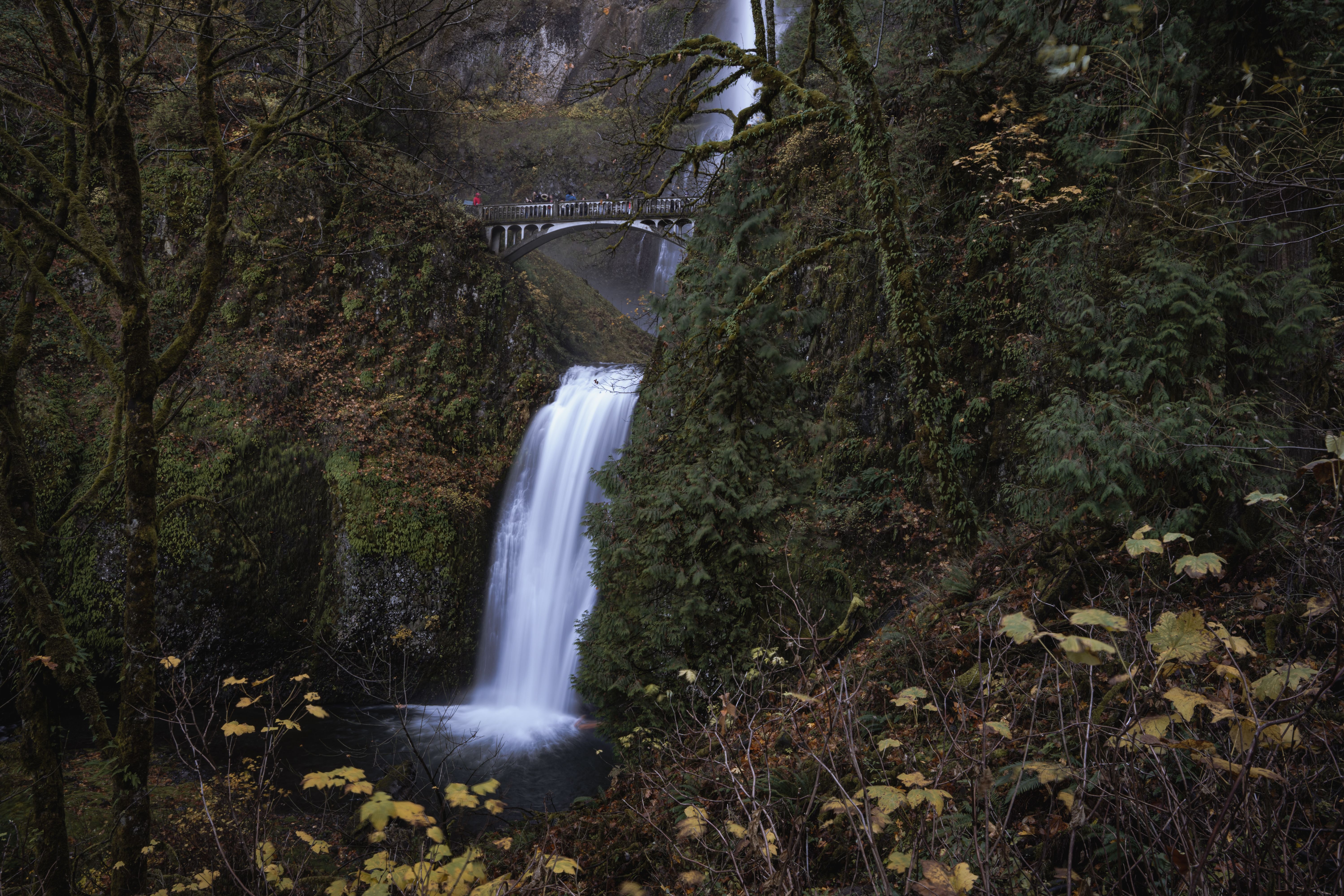 Multnomah Falls cascading through lush green cliffs in the Columbia River Gorge