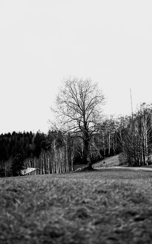 Black and White Photo of a Meadow and Trees 