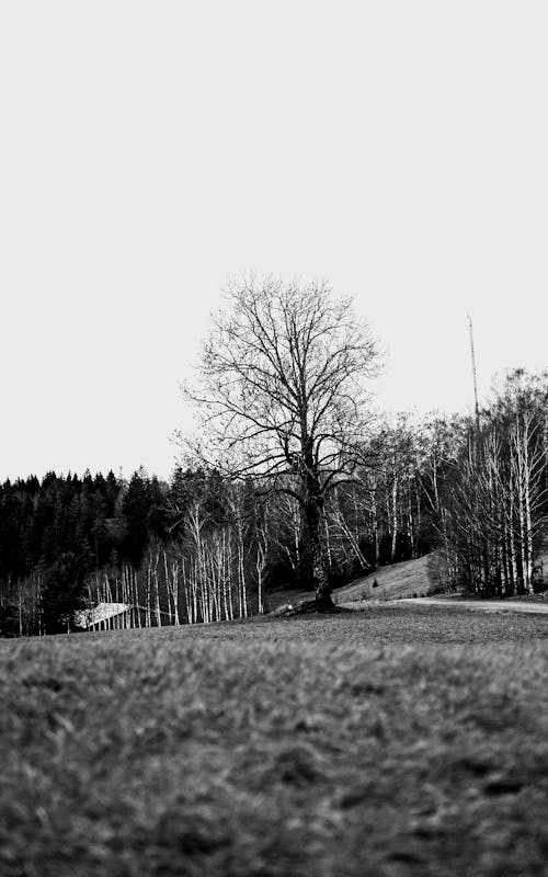 Photos gratuites de arbres, branches, campagne