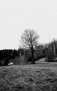 Captivating black and white panorama of a serene rural landscape with a lone tree.