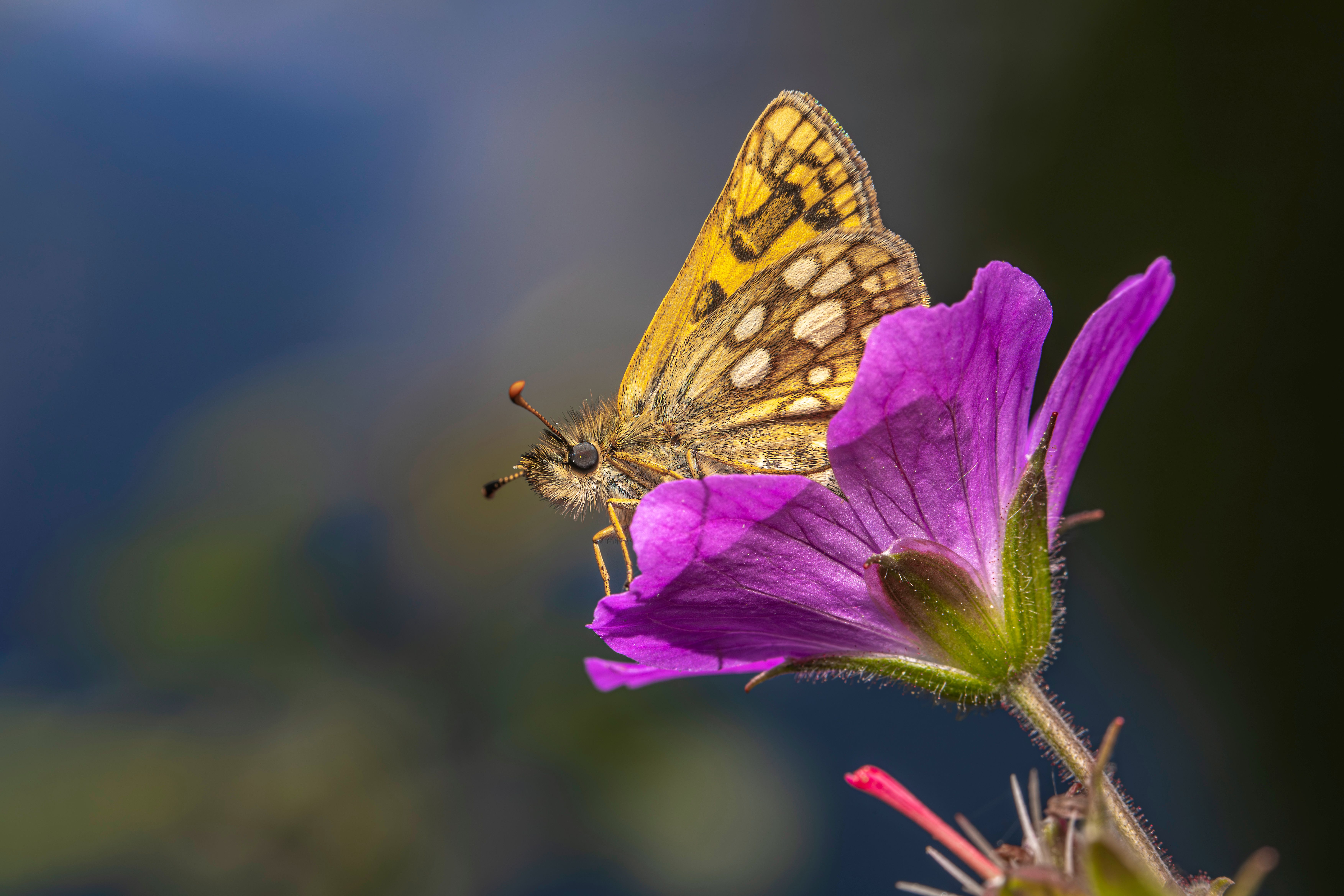 A butterfly sitting on top of a purple flower · Free Stock Photo
