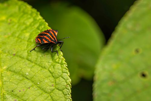 Free Macro photo of a red and black striped bug, Graphosoma lineatum, on a green leaf. Stock Photo