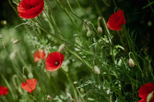 Buds and Red Flowers of Common Poppy 