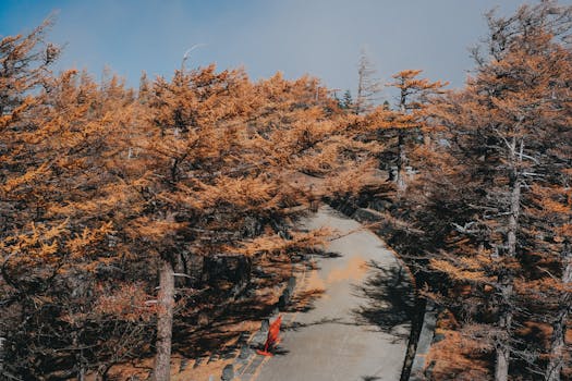 A picturesque road winding through a forest with golden autumn trees in Japan.