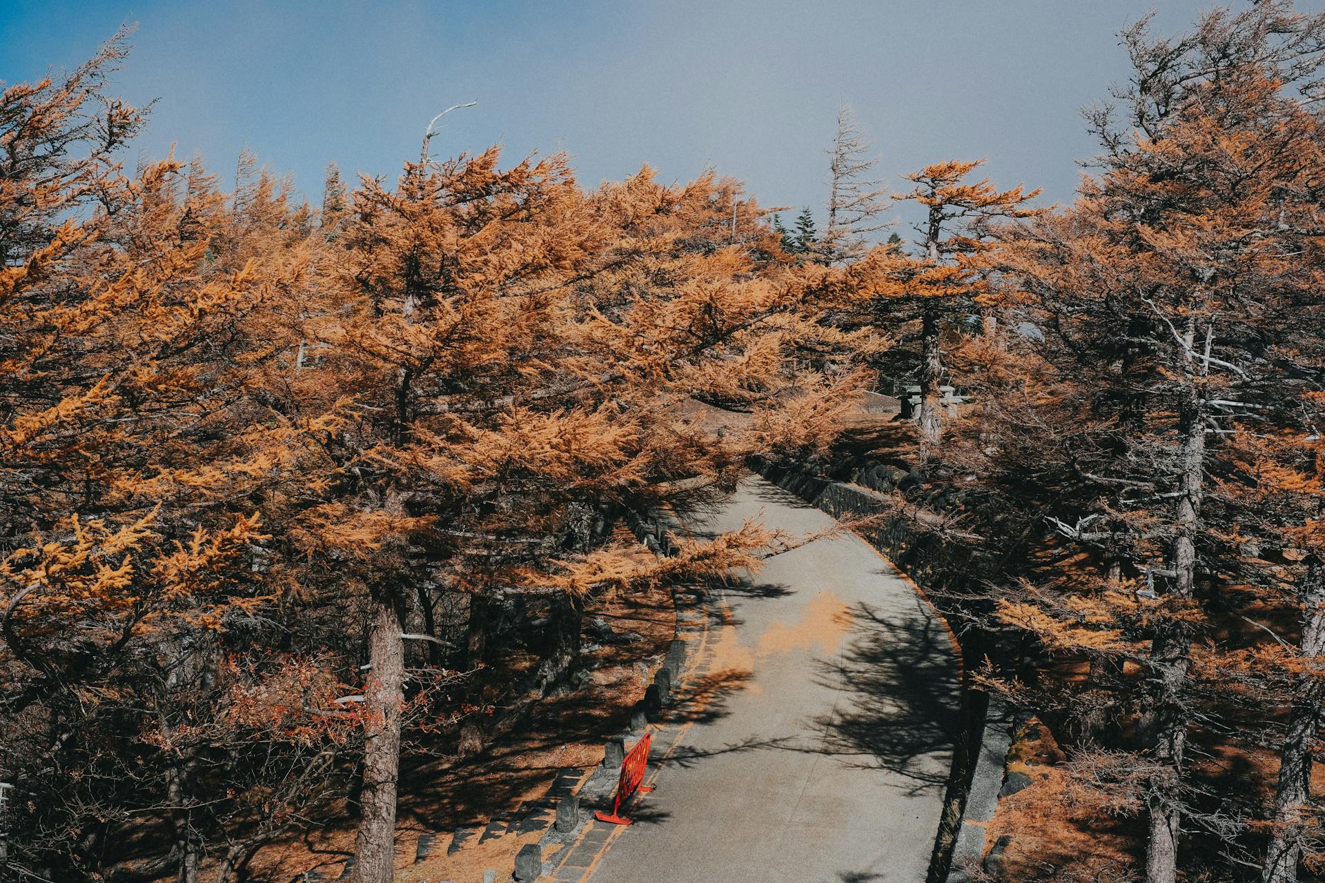 Bend in the Forest Road Among Trees Shedding Dry Needles on Mount Fuji