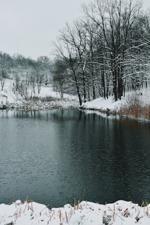 Photos gratuites de campagne, forêt, froid