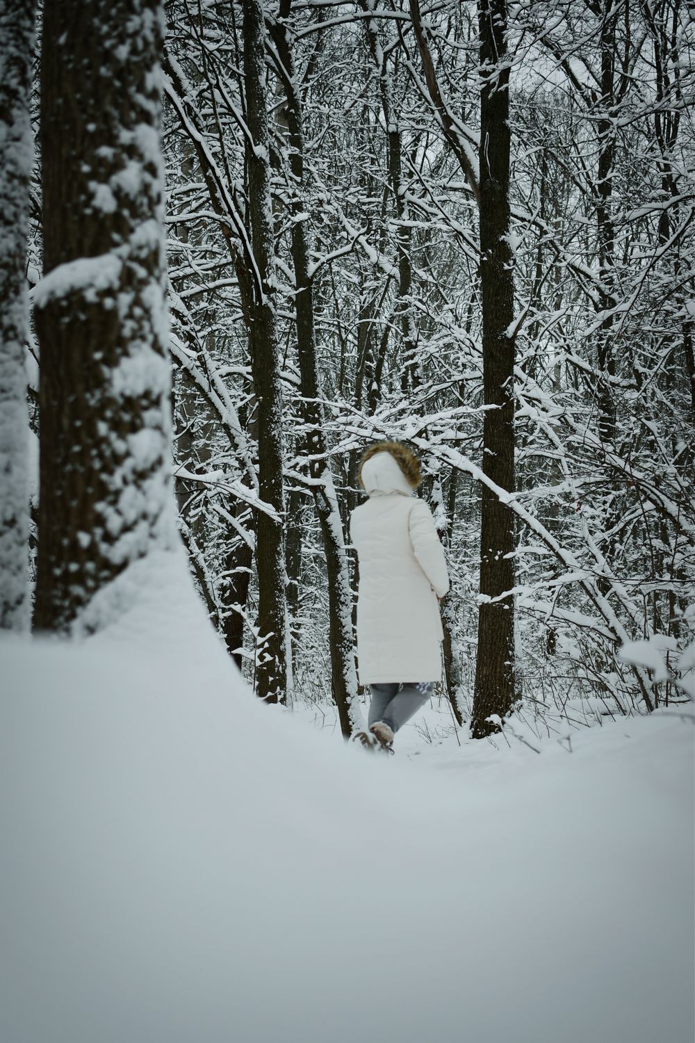 Back View of a Person Walking in a Snowy Forest · Free Stock Photo