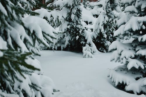 コールド, 冬, 常緑樹の無料の写真素材