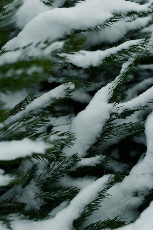 Close-up of Snow on Coniferous Tree Branches 