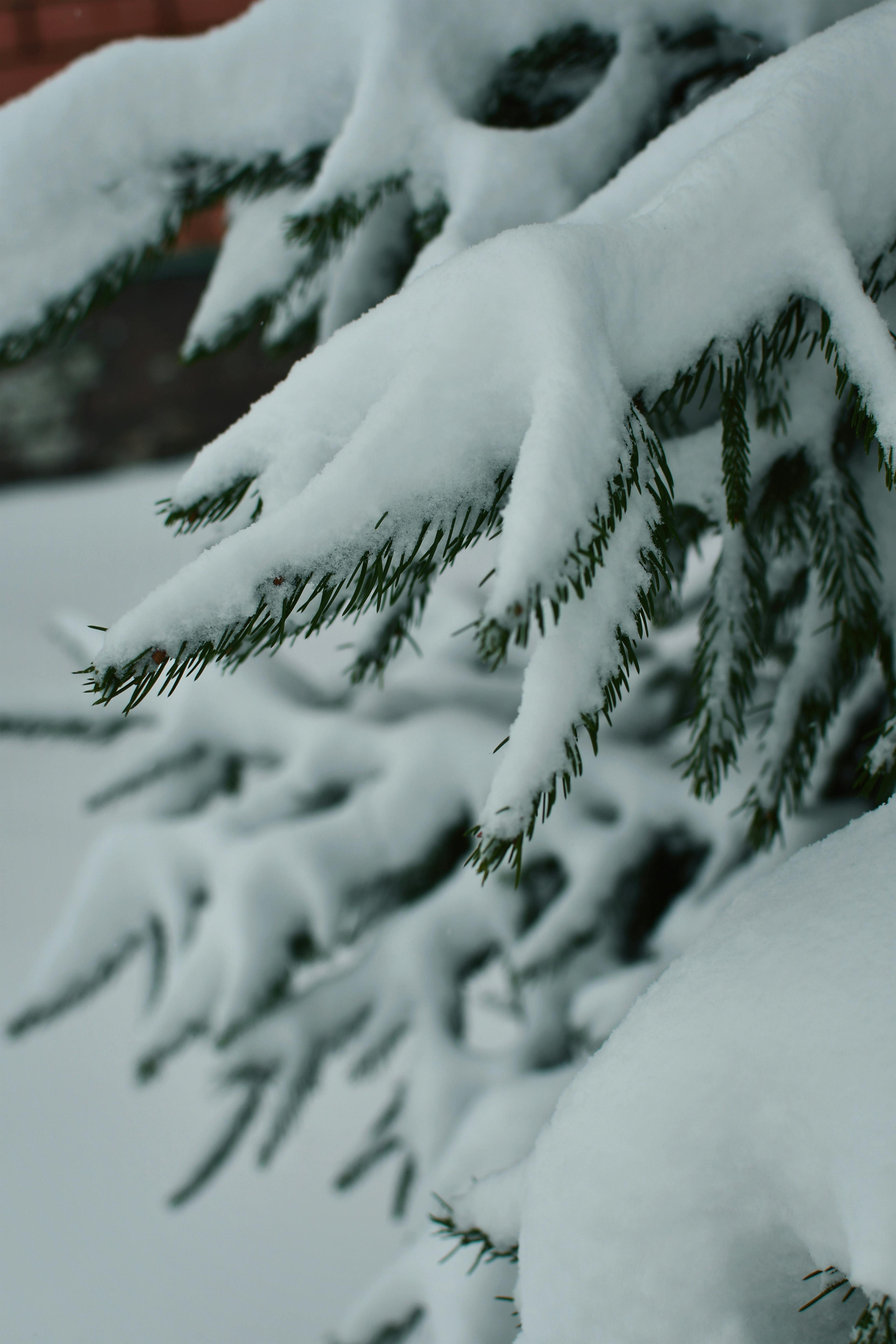 Close-up of snow-laden conifer branches, capturing the essence of a serene winter landscape.