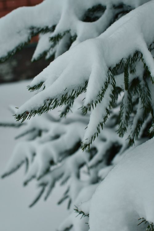 Free Close-up of snow-laden conifer branches, capturing the essence of a serene winter landscape. Stock Photo