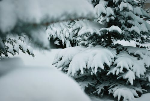 Spruce Branches Covered with a Thick Layer of Snow