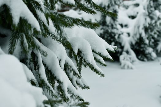 A close-up of snow-laden spruce branches illustrating winter's serene beauty.