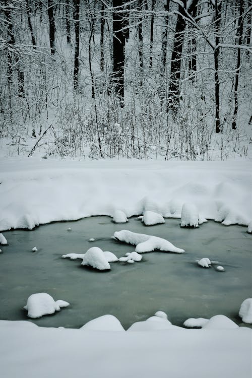 Photos gratuites de forêt, froid, gel