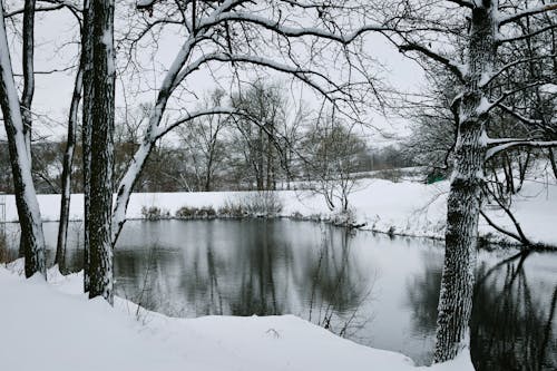 Free River in Winter Surrounded by Leafless Trees Covered with Snow Stock Photo