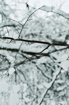 Captivating snow-laden branches create a serene winter forest atmosphere.