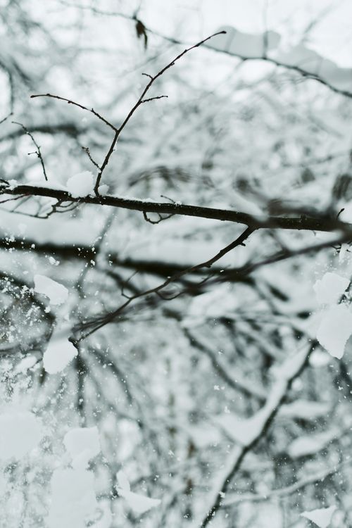 Free Captivating snow-laden branches create a serene winter forest atmosphere. Stock Photo