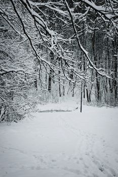 A tranquil winter forest landscape blanketed in fresh snow, perfect for seasonal themes.