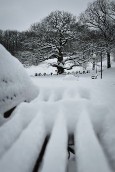 Serene winter scene of snow-covered English oak in Belgorod park, Russia.