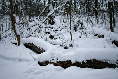 View of a Snowy Forest 