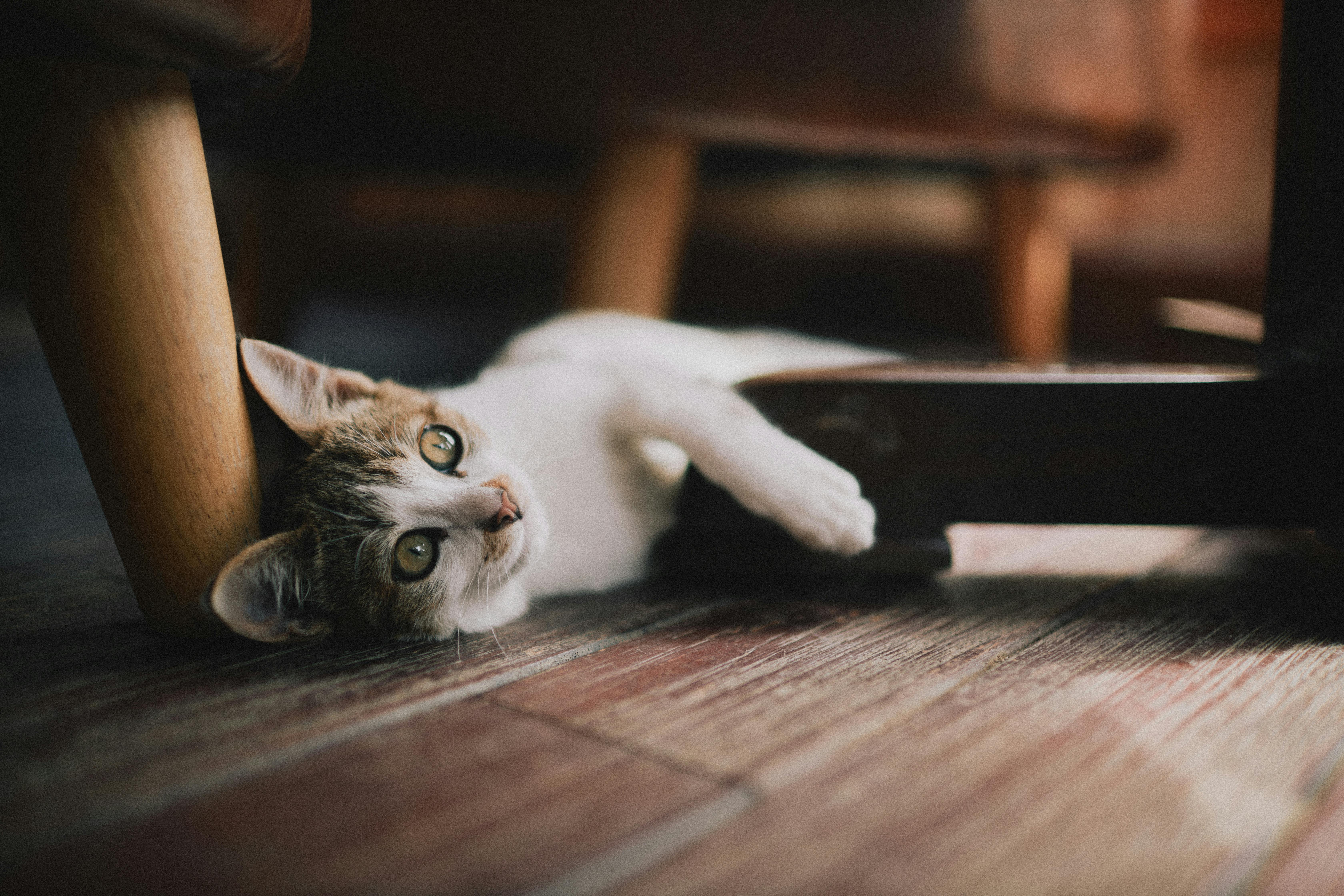 kitten lying on a wooden parquet