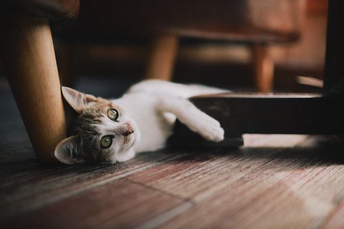 Free Adorable kitten playing under furniture on a cozy wooden floor, perfect for pet lovers. Stock Photo