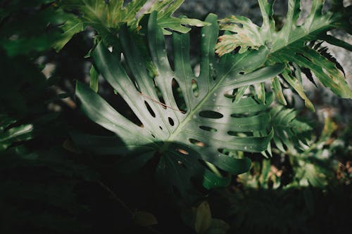 Tropical Green Leaves in Sunlight 