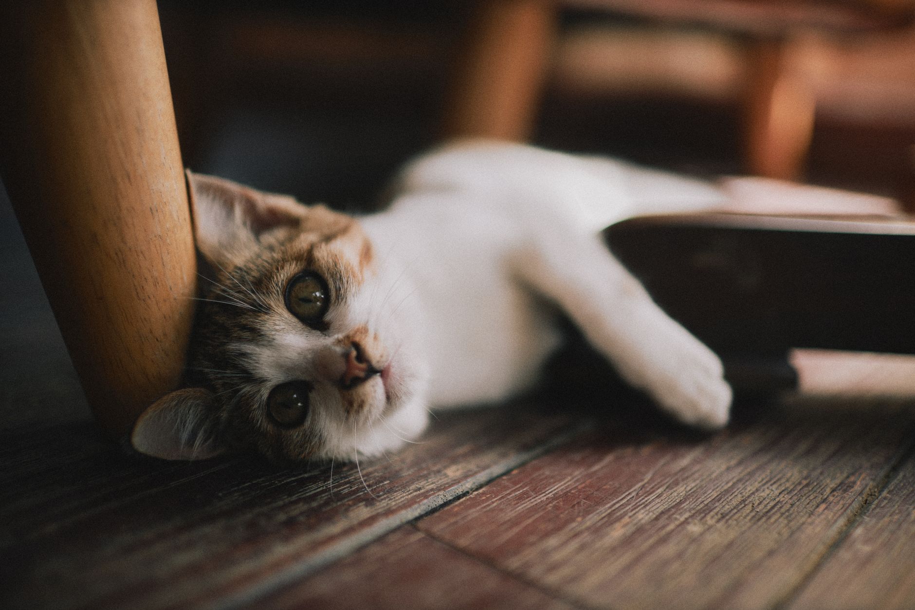 Healthcare and wellness consultation for a cat