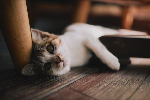 Free A cute kitten lies comfortably on a wooden floor, showcasing its charming expression. Stock Photo
