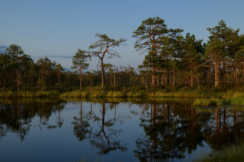 Free Peaceful scene of a forest reflected in calm lake waters, capturing nature's beauty at dawn. Stock Photo