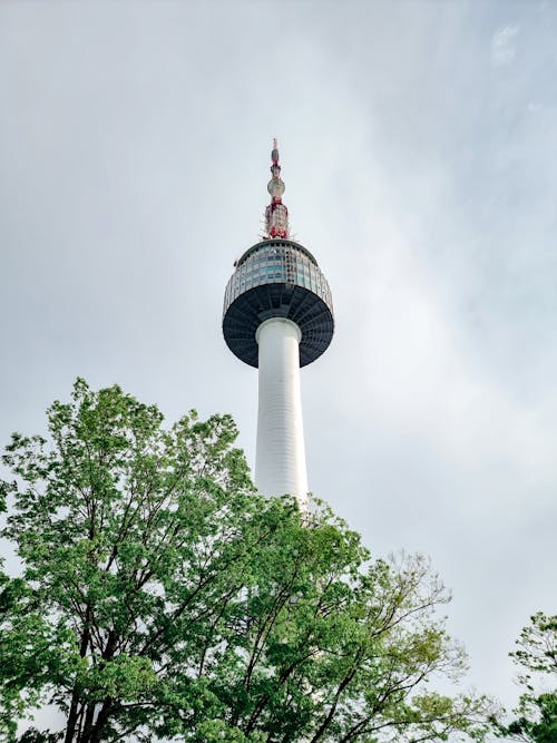 Seoul Tower over Tree
