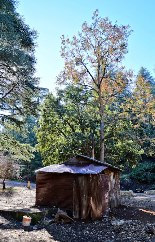 Бесплатное стоковое фото с вертикальный выстрел, деревья, домик