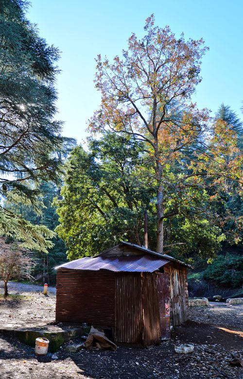 Free Aged wooden shed amidst dense forest trees in daylight, conveying isolation and nature's embrace. Stock Photo