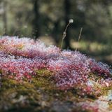 Moss on a forest floor, photo by Joris Eschalier on Pexels