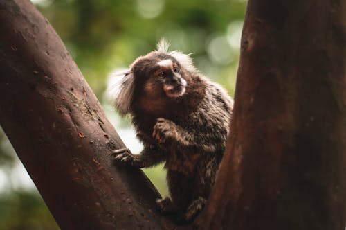 免費 猴子在樹上 圖庫相片