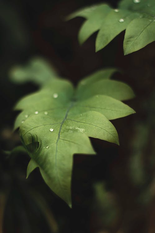 Close-Up Photo of Green Plant