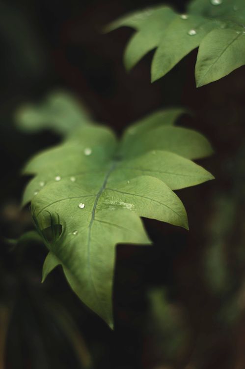 Close-Up Photo of Green Plant · Free Stock Photo