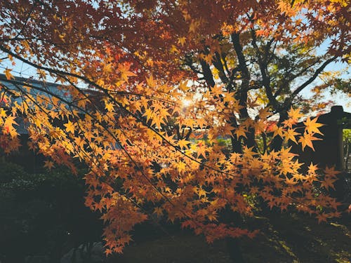 View of a Maple Tree with Orange Autumnal Leaves 