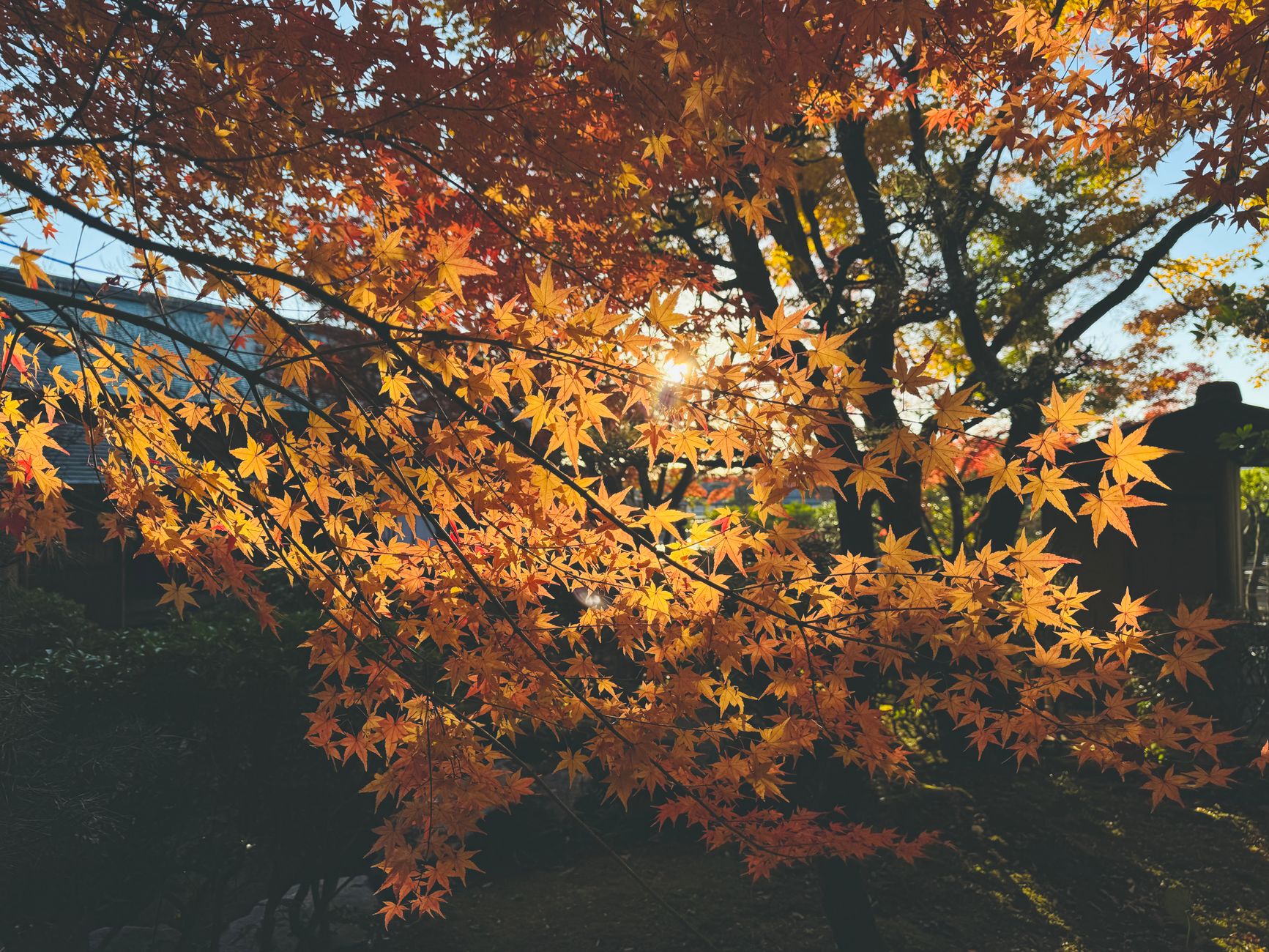 acer palmatum, アジア, オレンジ色の葉の無料の写真素材