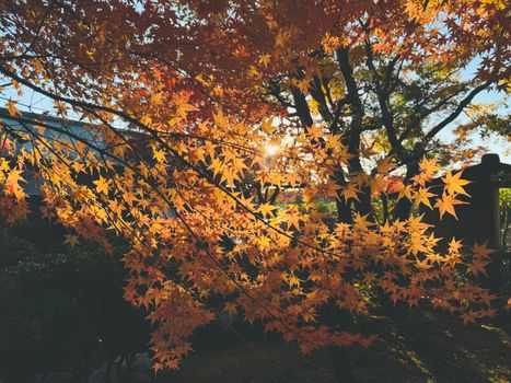 Golden maple leaves during fall in Matsuyama, Ehime, create a warm autumnal scene.